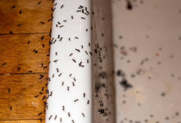 Best Bed Bug Extermination  in Dawson, GA